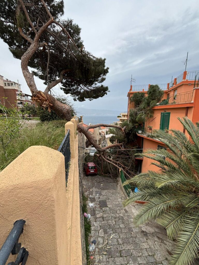 albero crollato reggio calabria