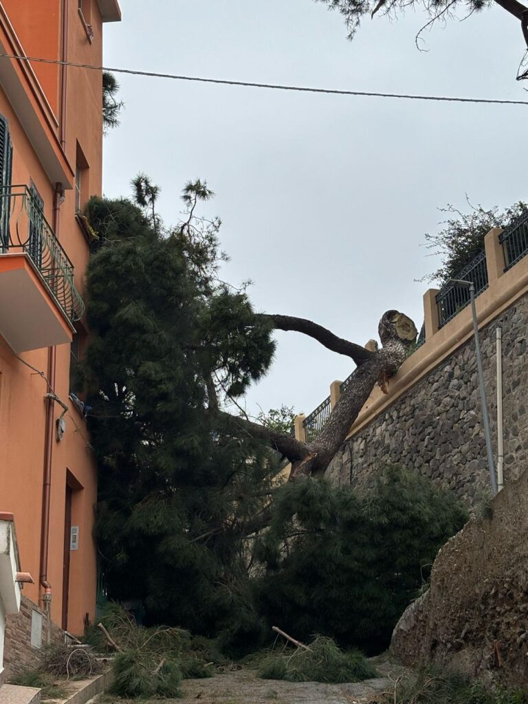 albero crollato reggio calabria