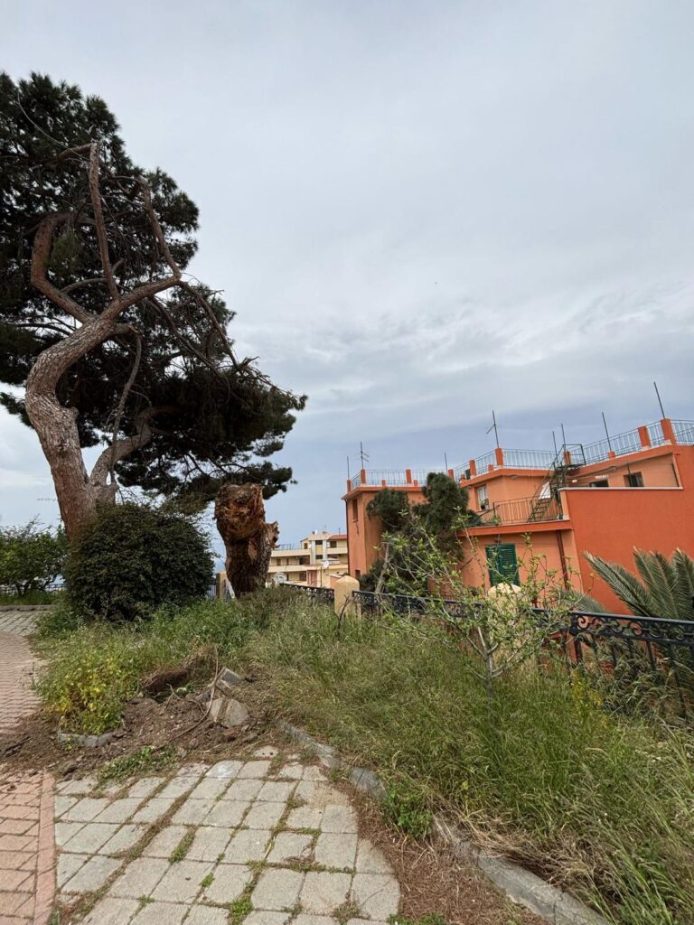 albero crollato reggio calabria
