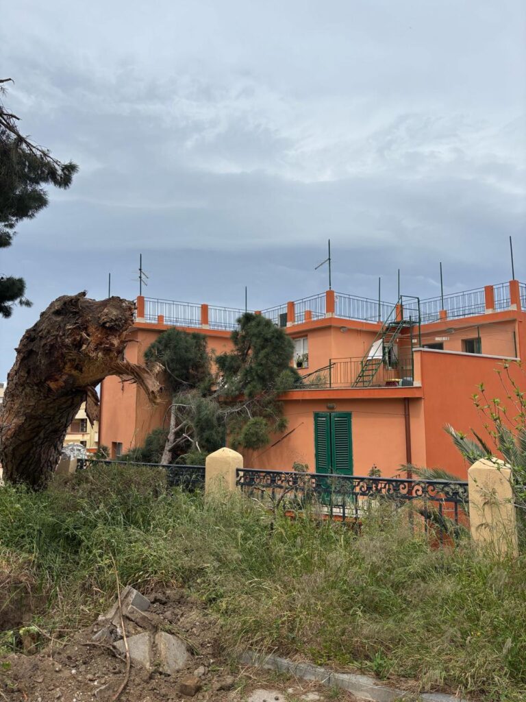 albero crollato reggio calabria