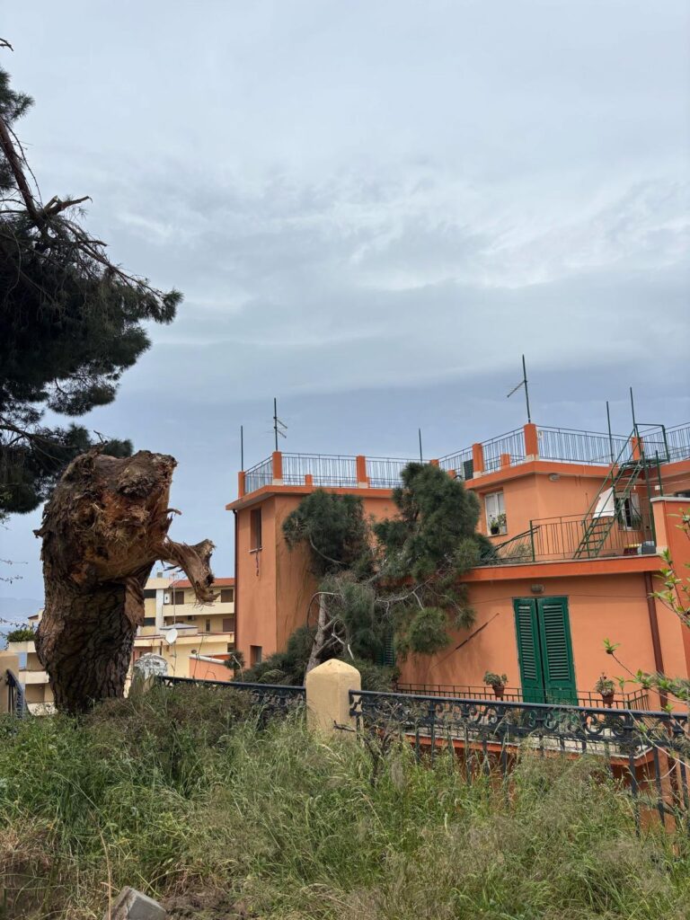 albero crollato reggio calabria