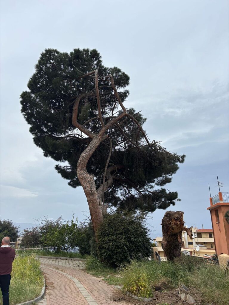 albero crollato reggio calabria