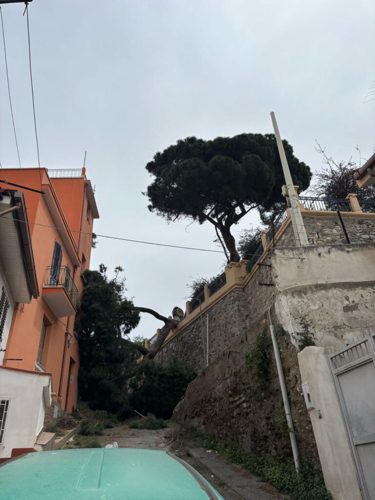 albero crollato reggio calabria