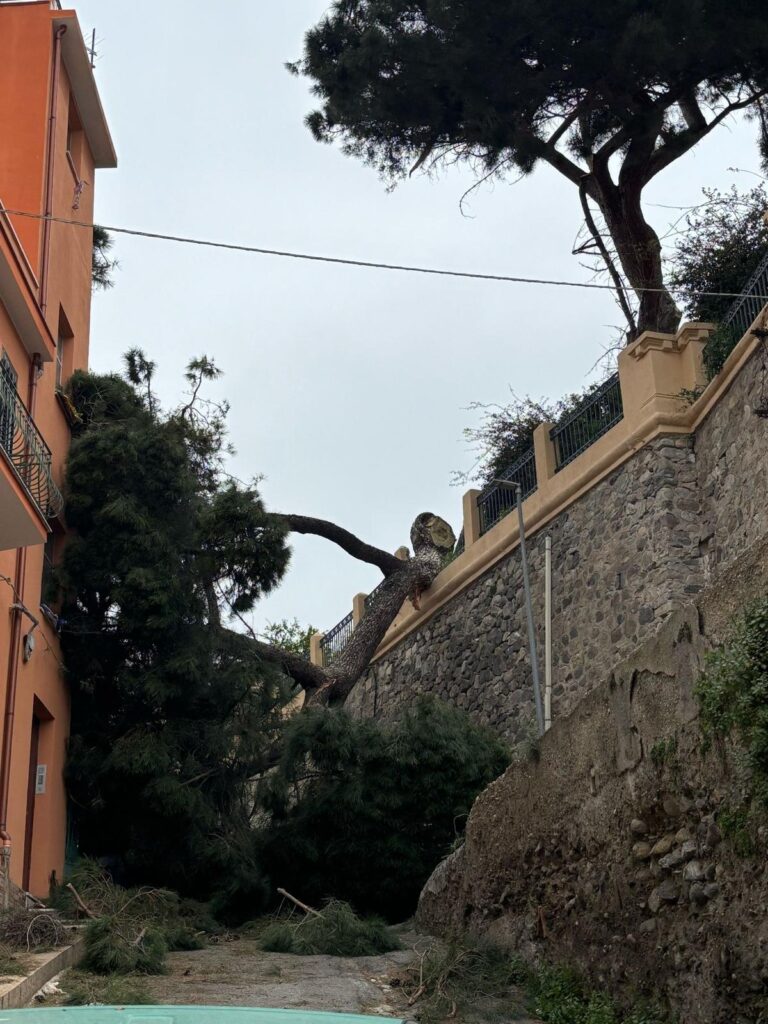 albero crollato reggio calabria