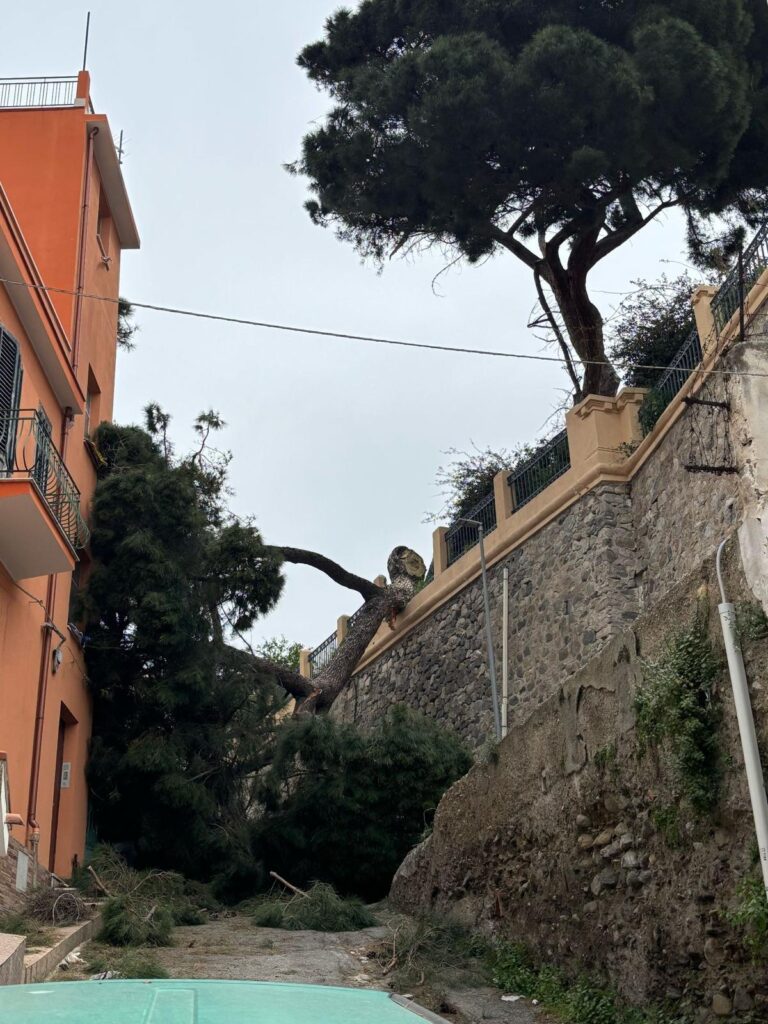 albero crollato reggio calabria