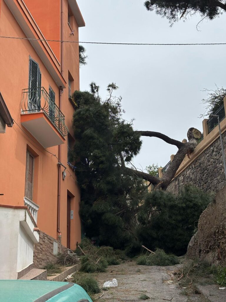 albero crollato reggio calabria