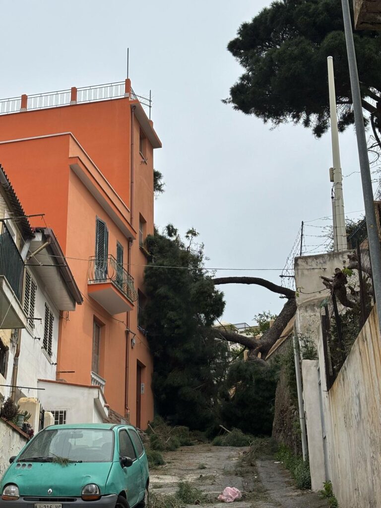 albero crollato reggio calabria