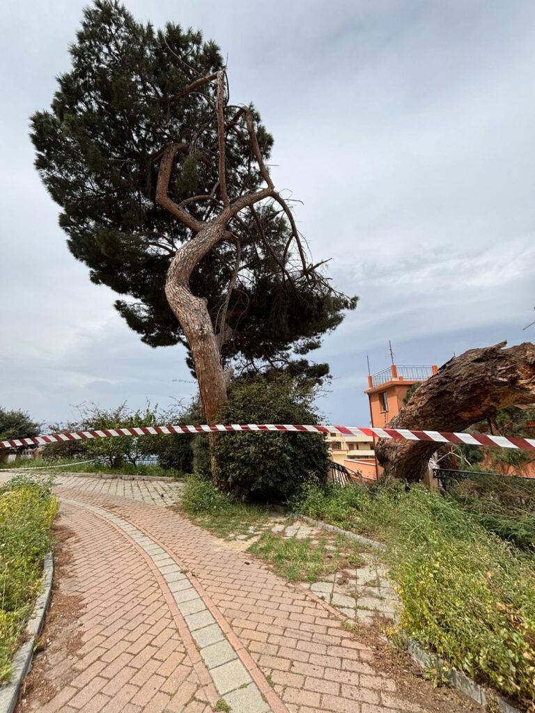 albero crollato reggio calabria