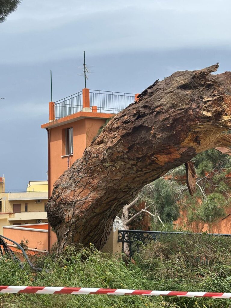 albero crollato reggio calabria