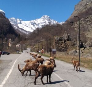 alte valli di lanzo
