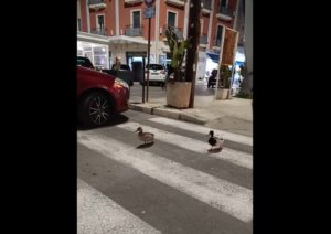 anatre strisce pedonali porto cesareo