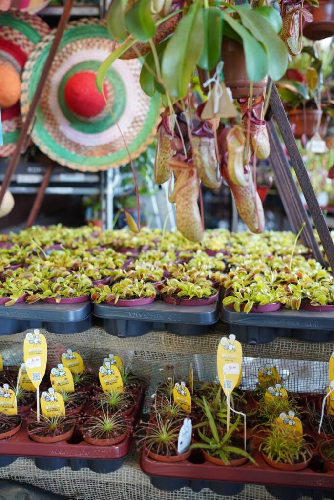 euroflora 2025