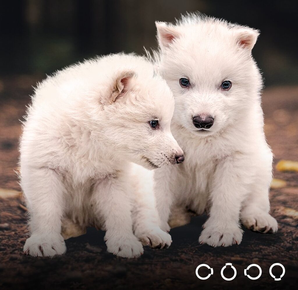 lupi terribili colossal biosciences 3