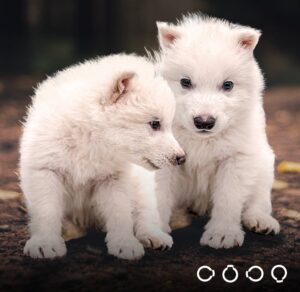 lupi terribili colossal biosciences 3