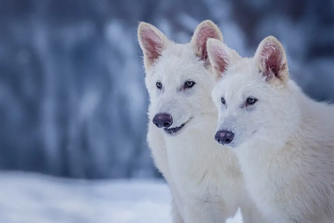 Elon Musk e il ritorno degli animali estinti: “fate un mammut lanoso in miniatura”