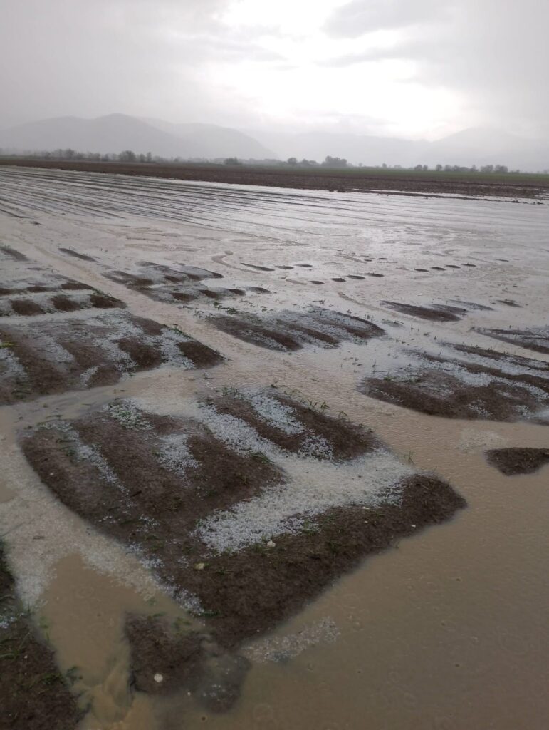 maltempo grandine agricoltura 2