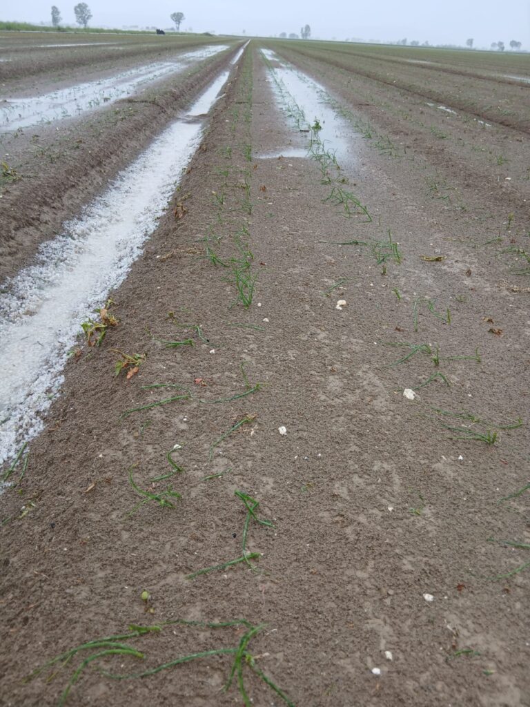 maltempo grandine agricoltura 2
