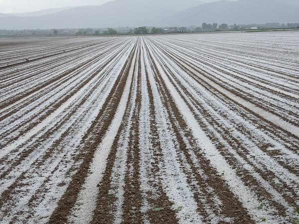 maltempo grandine agricoltura 2