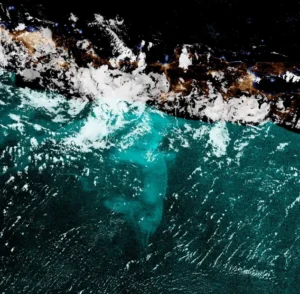 mare lattiginoso