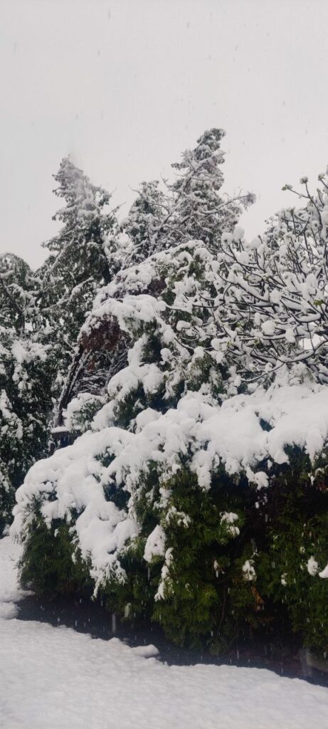 neve svizzera oggi