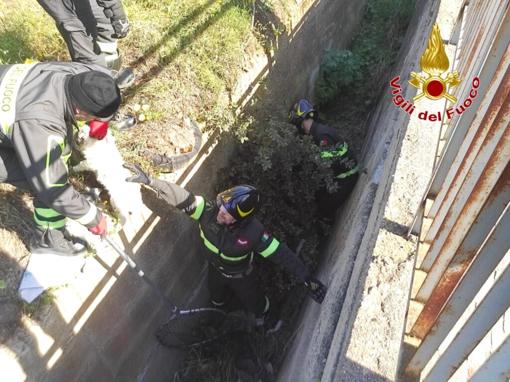salvataggio cuccioli Isola di Capo Rizzuto