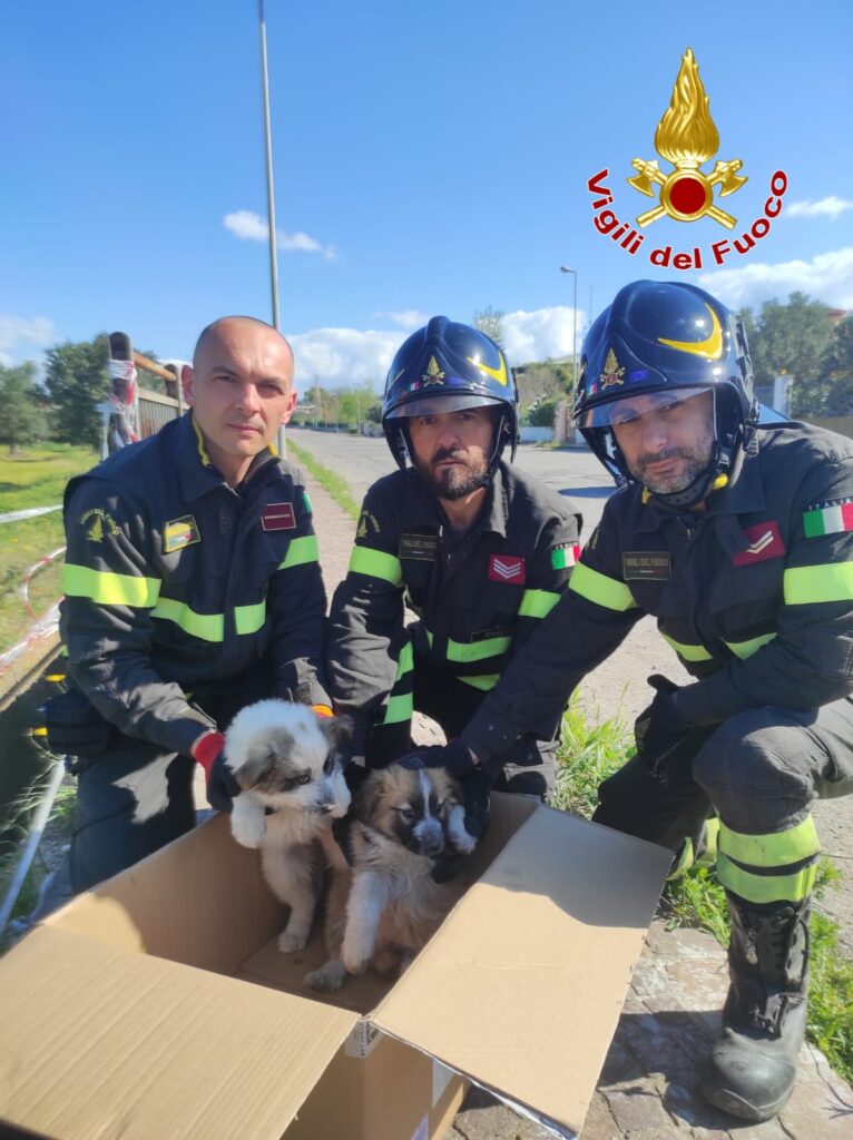 salvataggio cuccioli Isola di Capo Rizzuto