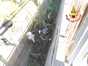 salvataggio cuccioli Isola di Capo Rizzuto