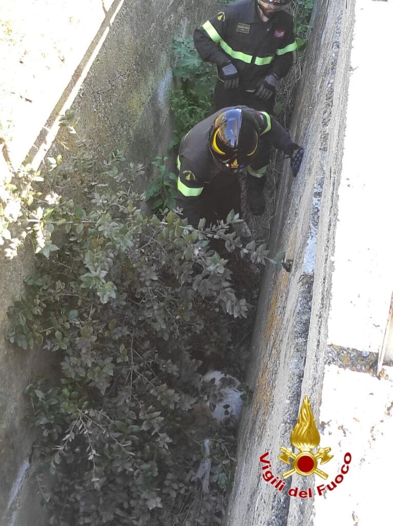 salvataggio cuccioli Isola di Capo Rizzuto