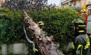 vento albero vigili del fuoco