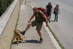 Cane preso calci