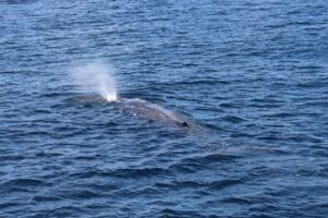 Monitoraggio cetacei nel Santuario Pelagos