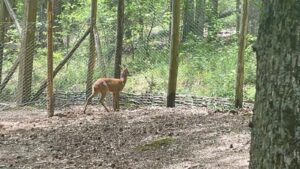 Capriolo maschio