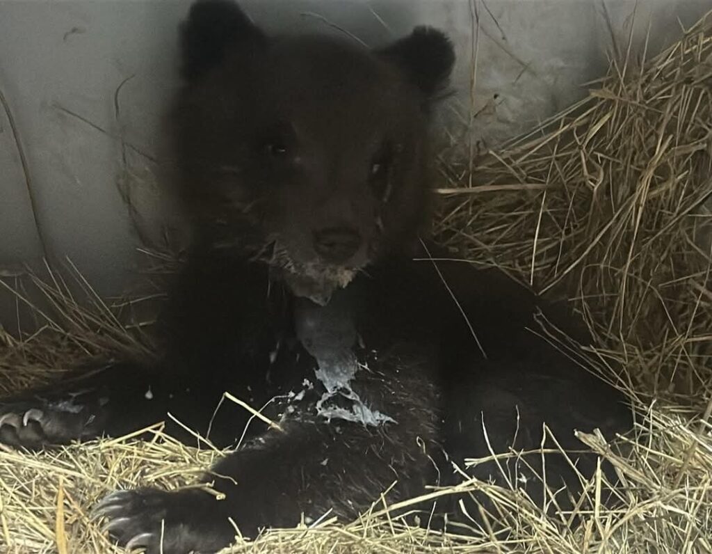 Cucciolo orso abbandonato Pnalm