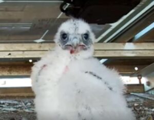 Falco Pellegrino