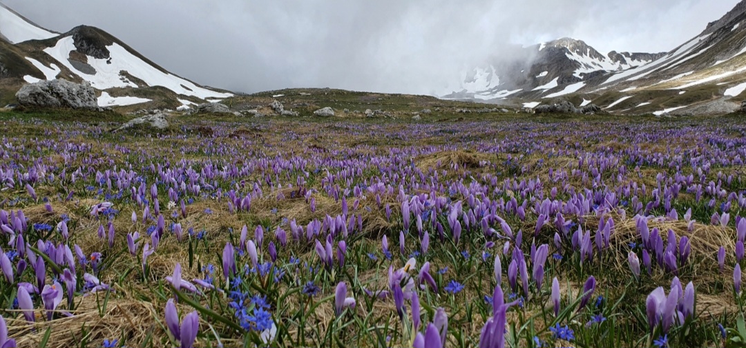 Fioritura crochi Campo Imperatore