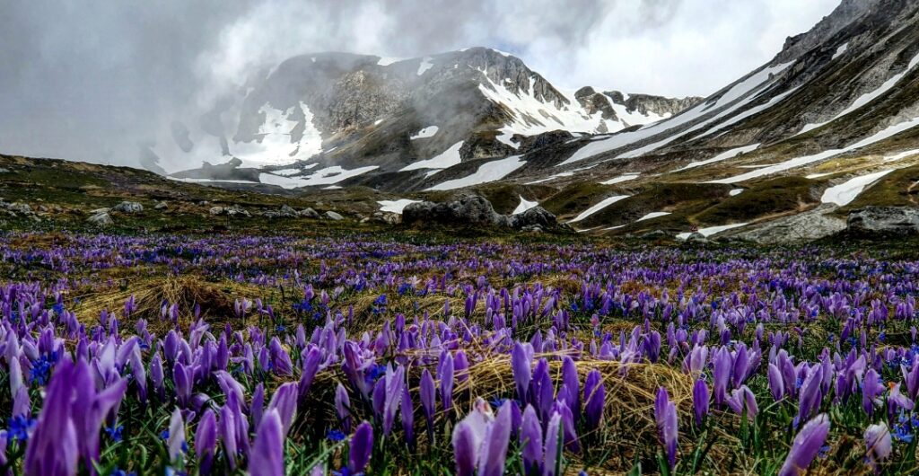 Fioritura dei crochi a Campo Imperatore