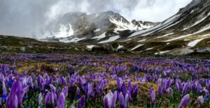 Fioritura dei crochi a Campo Imperatore