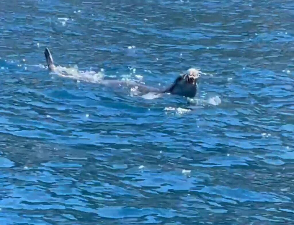 Foca monaca