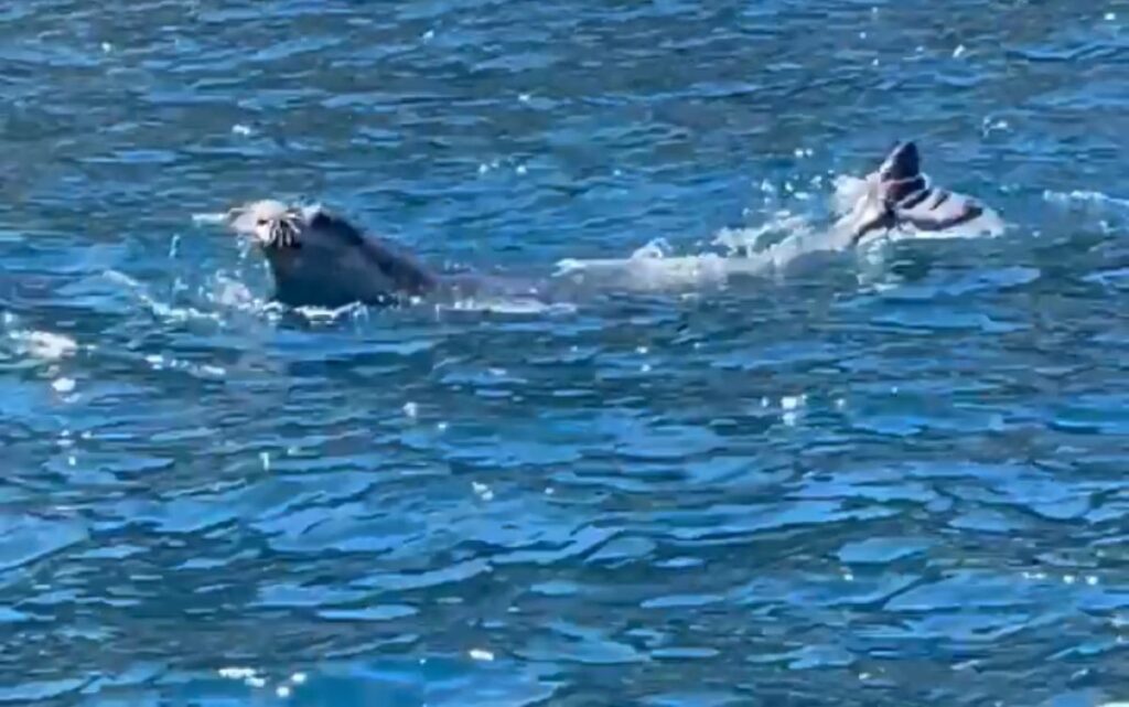 Foca monaca