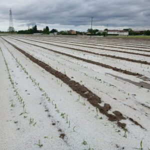 Grandine Piemonte