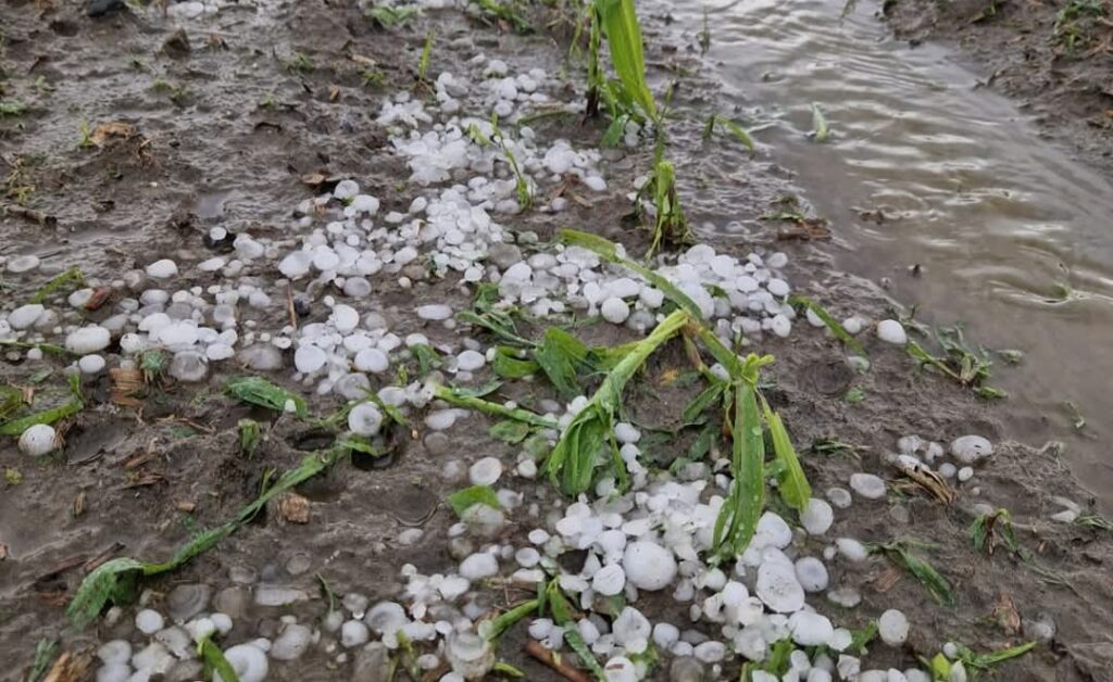 Grandine Piemonte danni agricoltura