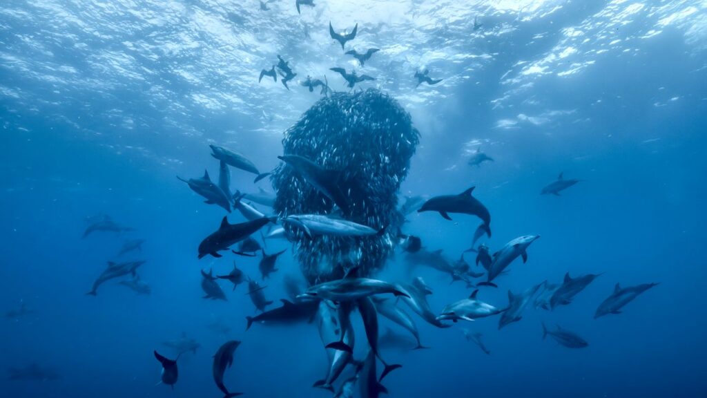Ocean