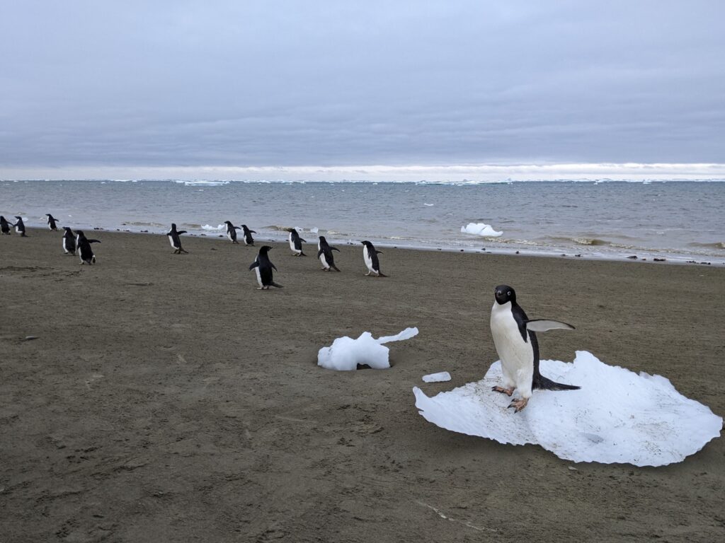 Pinguini antartide