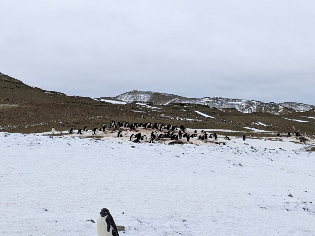 Pinguini antartide