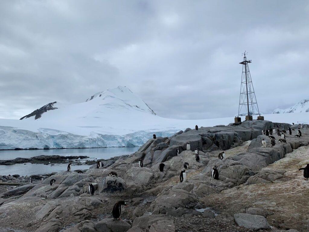 Pinguini antartide
