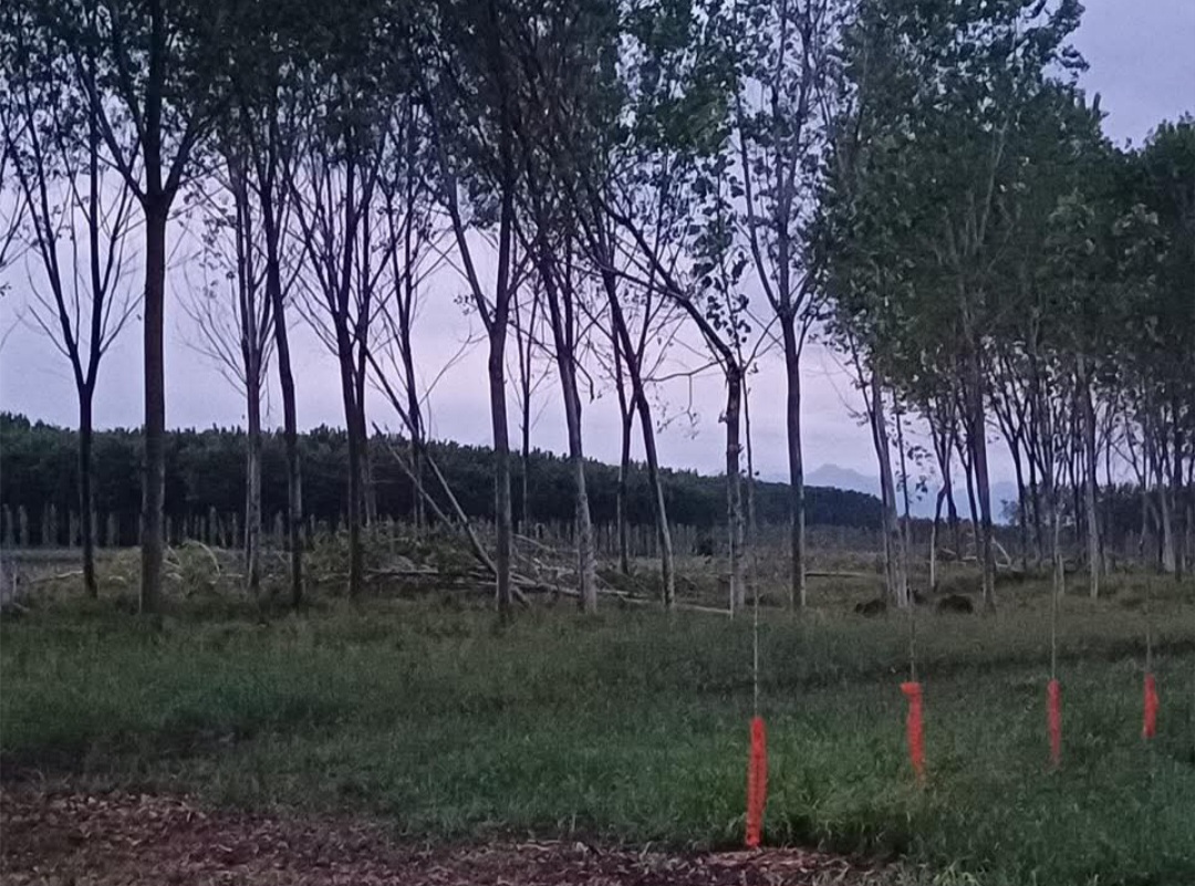 Possibili danni tornado Landiona