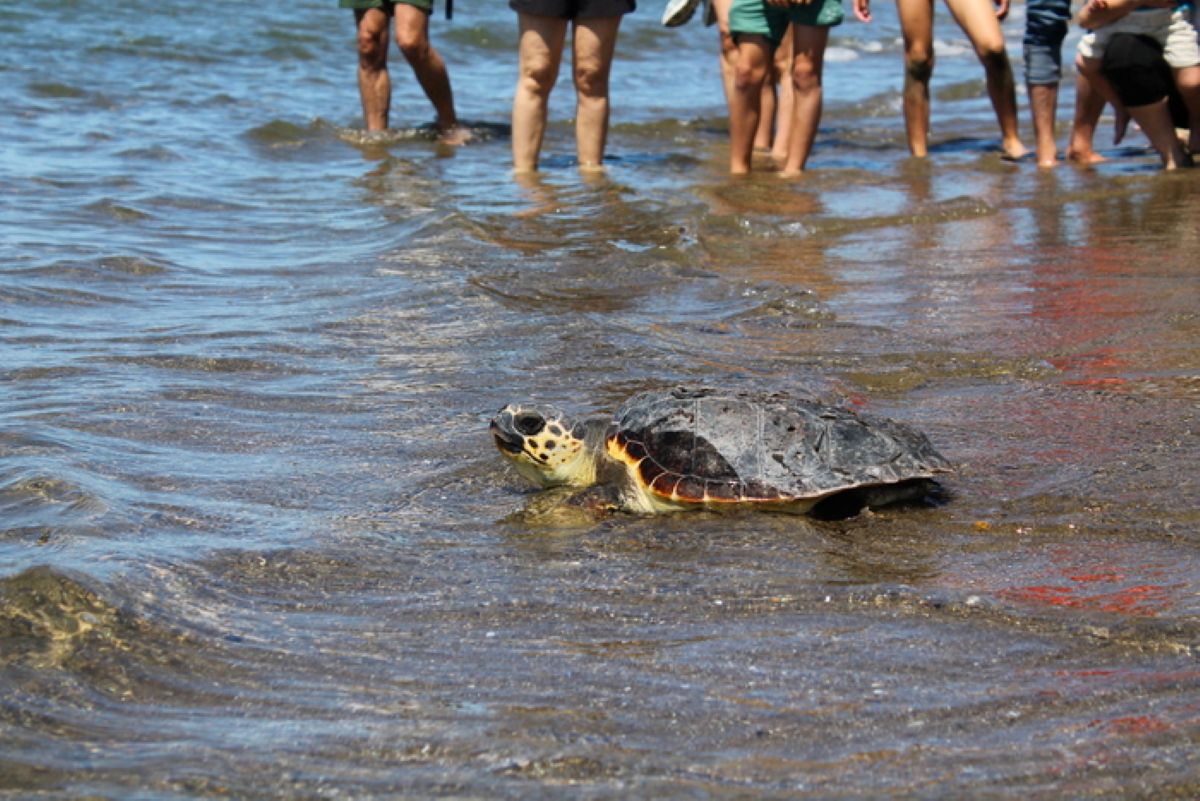 Liberata Totta, rara tartaruga Caretta caretta: torna in mare dal tombolo della Feniglia
