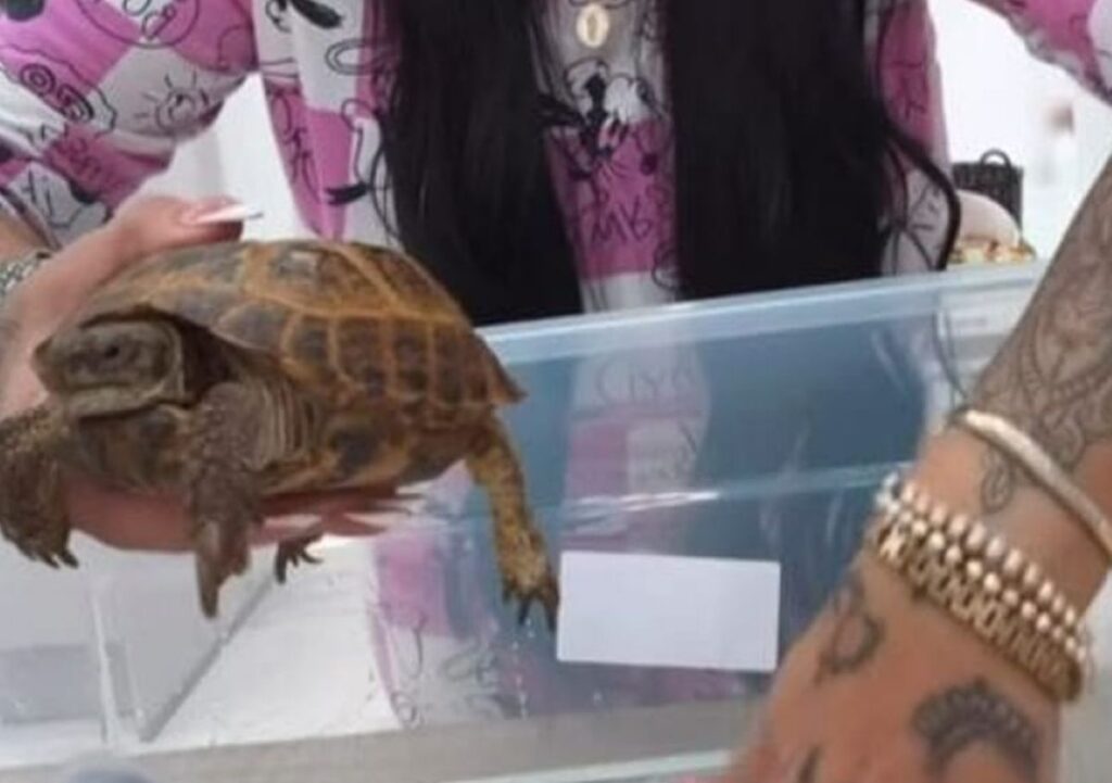 Tiktoker tartaruga