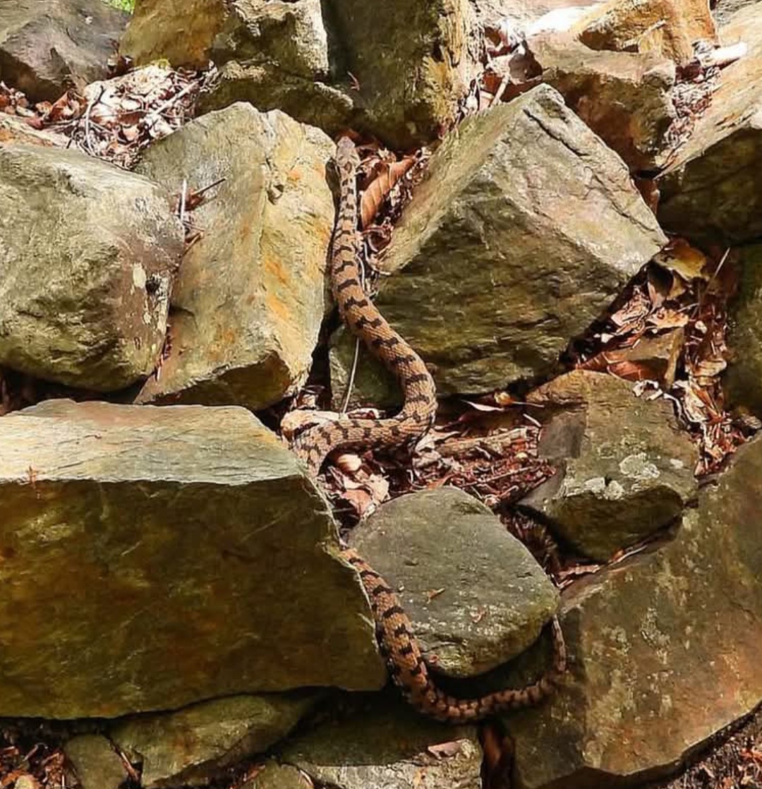 Vipera aspis francisciredi