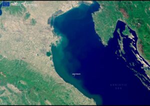 alghe adriatico